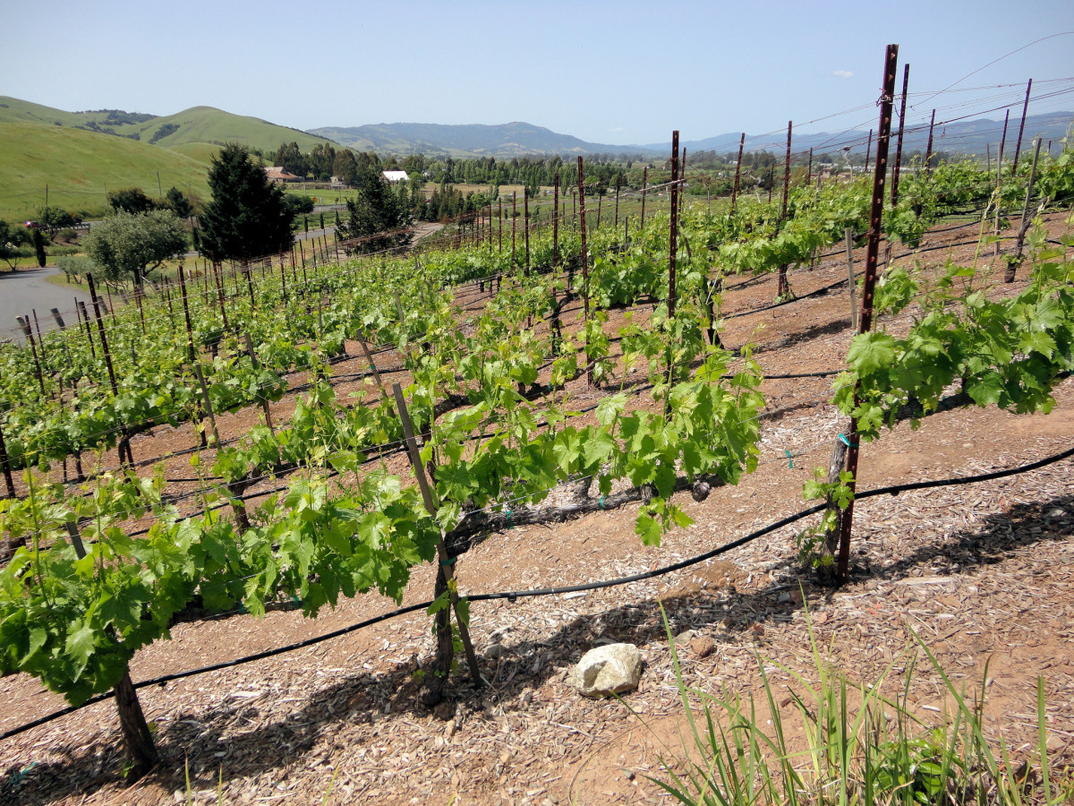 Viansa Vineyards & Winery, Sonoma Valley, California
